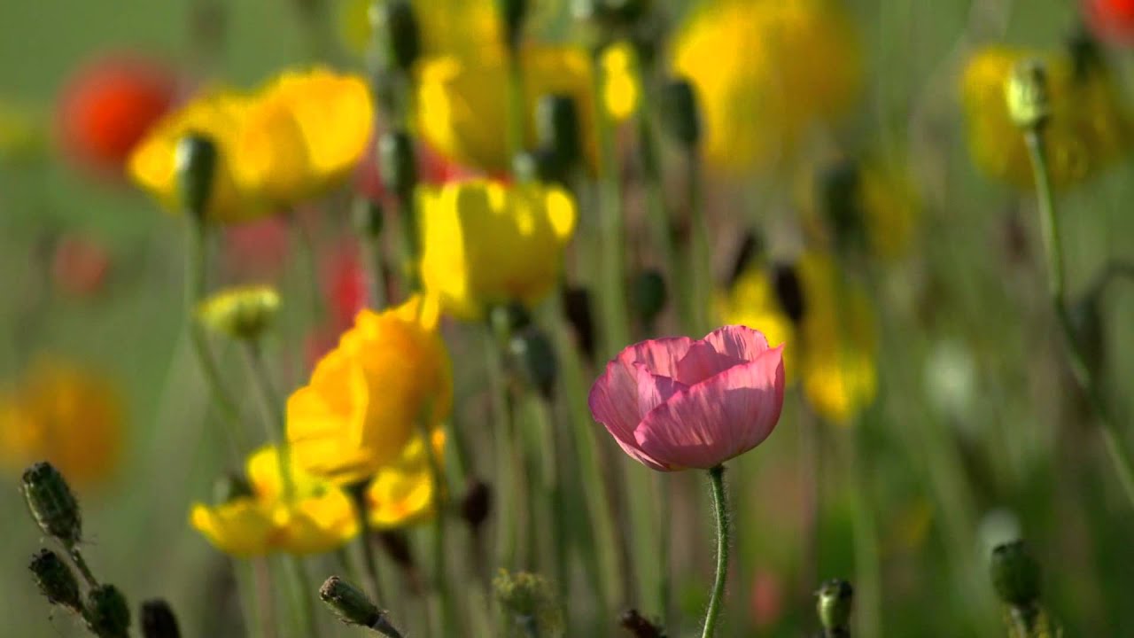 de que color es la amapola