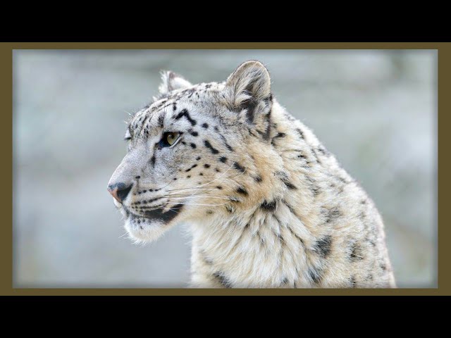 el leopardo de las nieves libro