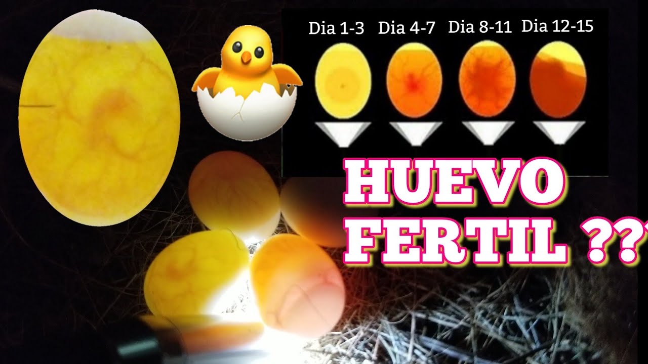 el tiempo en enguera 15 dias