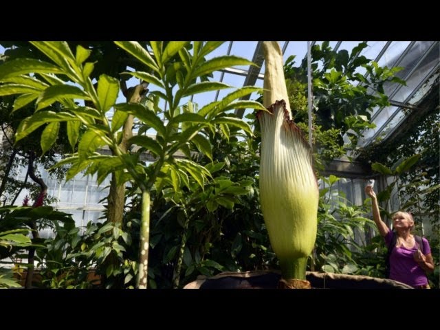 la flor más grande del mundo