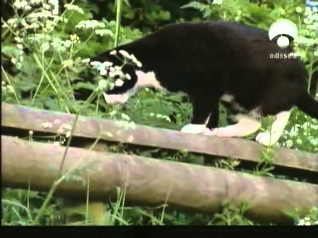 la vida secreta de los gatos