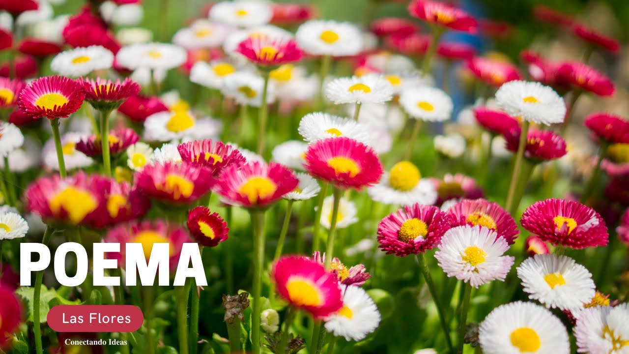 poemas cortos de las flores