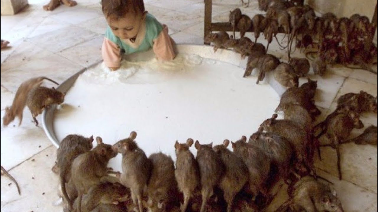 animales sagrados de la india