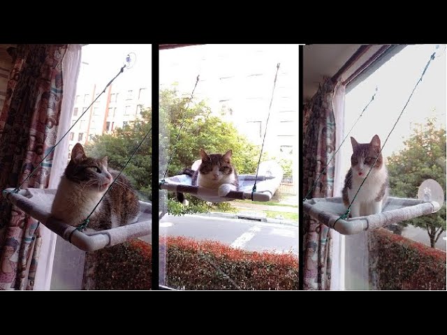 cama de gatos para ventana