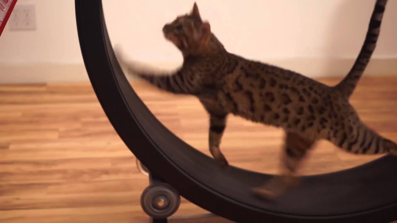 cinta de correr para gatos