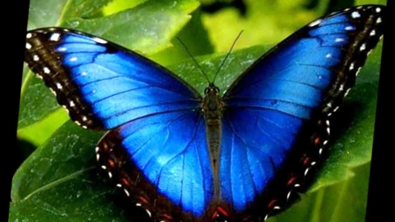 el valle de las mariposas