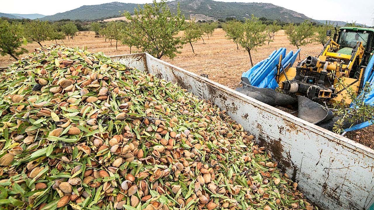 fábrica de almendras miajadas currículum