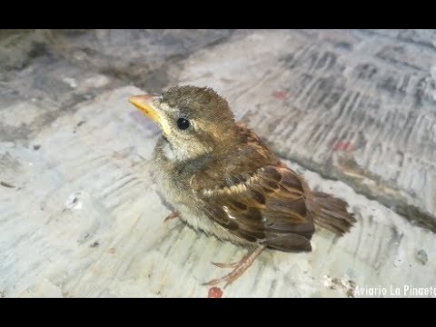 los pájaros saben volver a casa