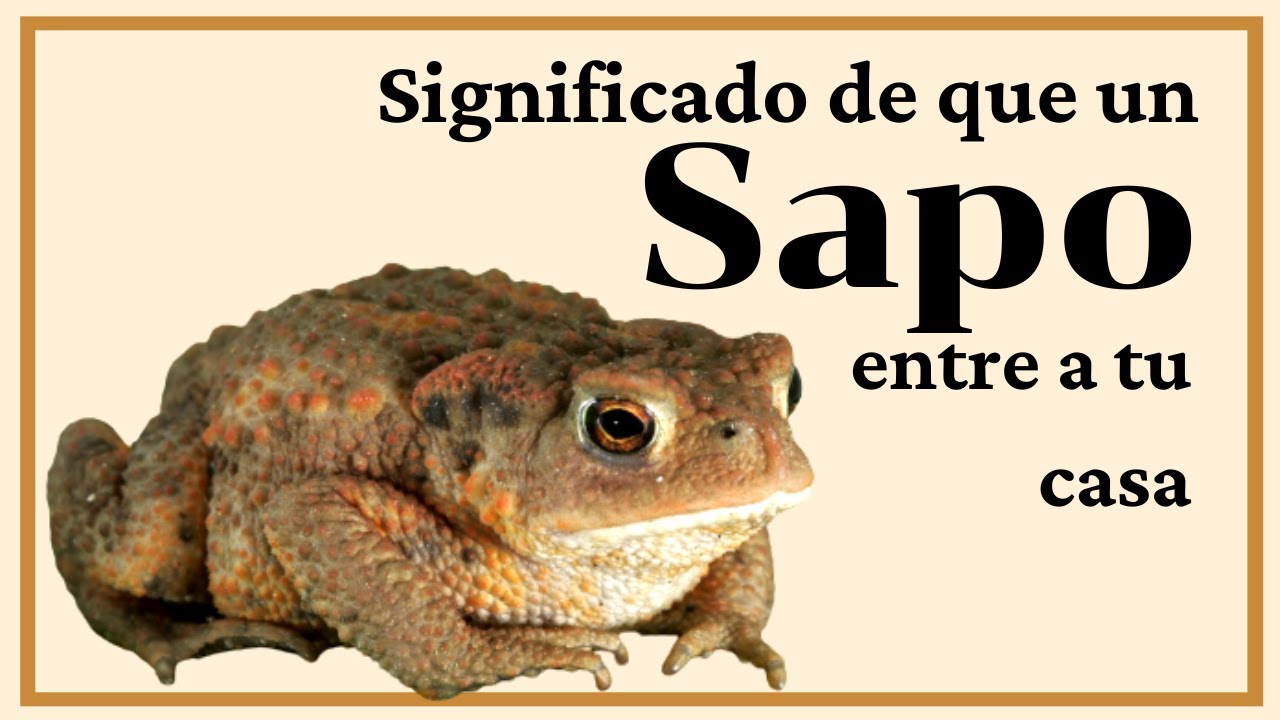 que significa ver un sapo en la calle