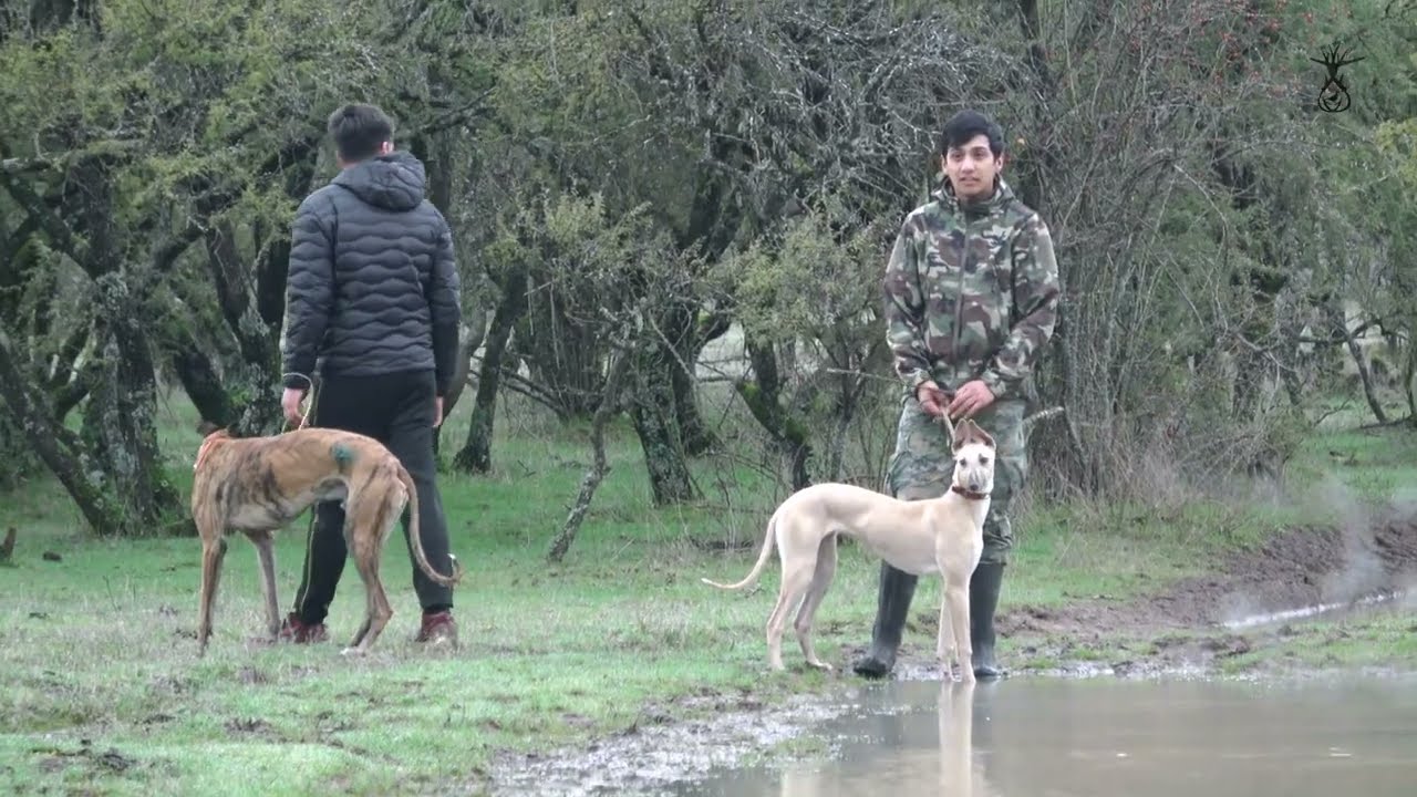 regalo de perros de caza