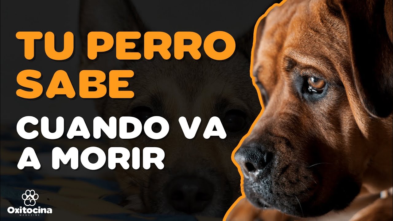 un perro me ha tirado al suelo